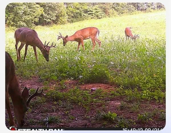 Bucks and Beards Food Plot Seed Mix for Deer and Turkeys, 1/4 Acre or 2 Acres, Two Species One Plot, Mix of Clovers, Chicory, and Cereal Grains, Maximum Attraction