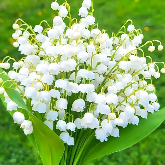 10 Lily of The Valley Bulbs for Planting, Perennial Lily Flower Bulbs, Fragrant White Blooms for Shade Gardens