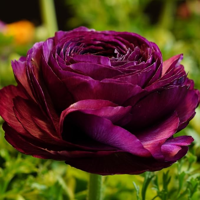 30 Ranunculus Bulbs for Fall Planting, Butterfly Ranunculus Corms, Peony Ranunculus Flower Bulbs for Garden, Vibrant Blooms in Spring (Purple Ranunculus)