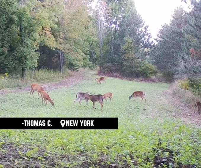 Late Season Brassicas Food Plot Seed Mix, 1/3 Acre or 2.5 Acres, 5 Brassicas, Cold Hardy, Graze Tolerant, Forage All Winter Long
