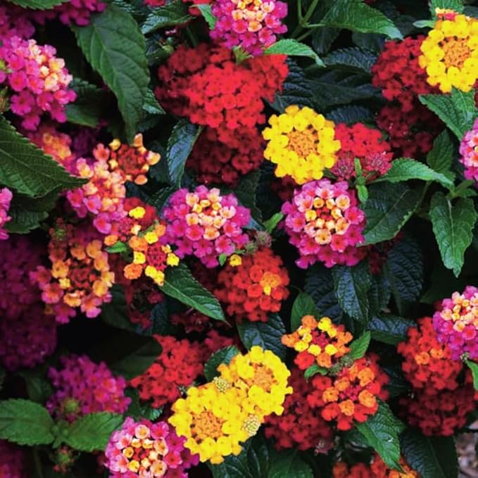 Pack 2 Tri-Colored Lantana Plants Live for Planting Outdoors, 2 to 5 Inch Tall, Lantana Plants Live, Well Rooted