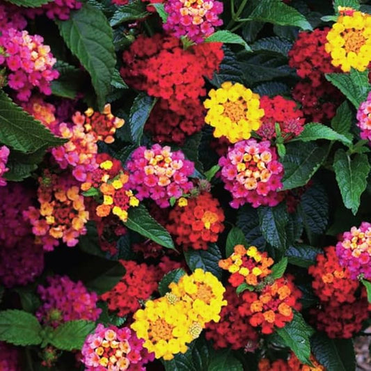 Pack 2 Tri-Colored Lantana Plants Live for Planting Outdoors, 2 to 5 Inch Tall, Lantana Plants Live, Well Rooted