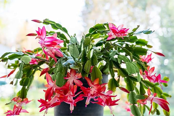 American Plant Exchange Christmas Cactus Plant, Live Flowering Indoor Houseplant, 8-Inch Pot, Hanging Basket, Easy to Care, Pet Safe, Assorted Colors Growers Choice