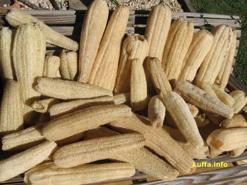 Loofa-Luffa-Loofah Sponge Gourd 10+ Seeds
