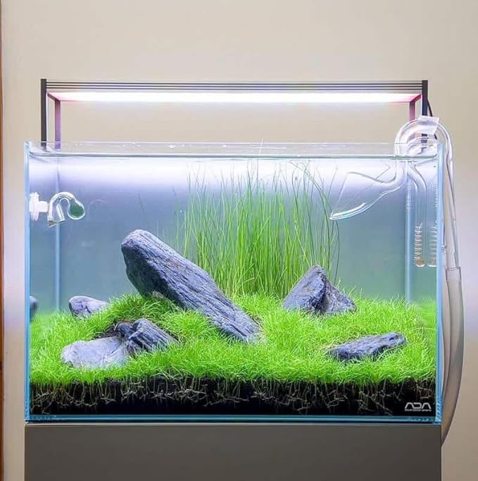 3 Pack Freshwater Aquarium Decor, Easy Growing Dwarf Carpet for Fish Tank/Terrarium, Natural Aquatic Plant Growth Material (Short Hair Grass)