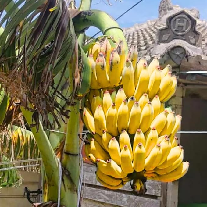 Grand Nain Banana Plant Live for Planting, Banana Trees Live Plants for Outdoor Indoor Planting, Cold Hardy, 4-7" in Tall, No Pot, Musa Plant