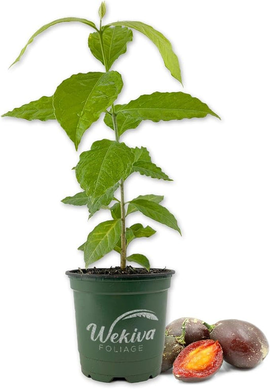Peanut Butter Tree - Live Plant in a 4 Inch Growers Pot - Bunchosia Argentea - Exotic and Beautiful Fruit Tree for Your Edible Garden