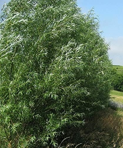 24 Jumbo Hybrid Willow Tree Cuttings - Approx 10 inches Tall, 5/8 in- 1+ Inch Thick Root Stock - Fast Privacy Shade Trees - Easy to Grow