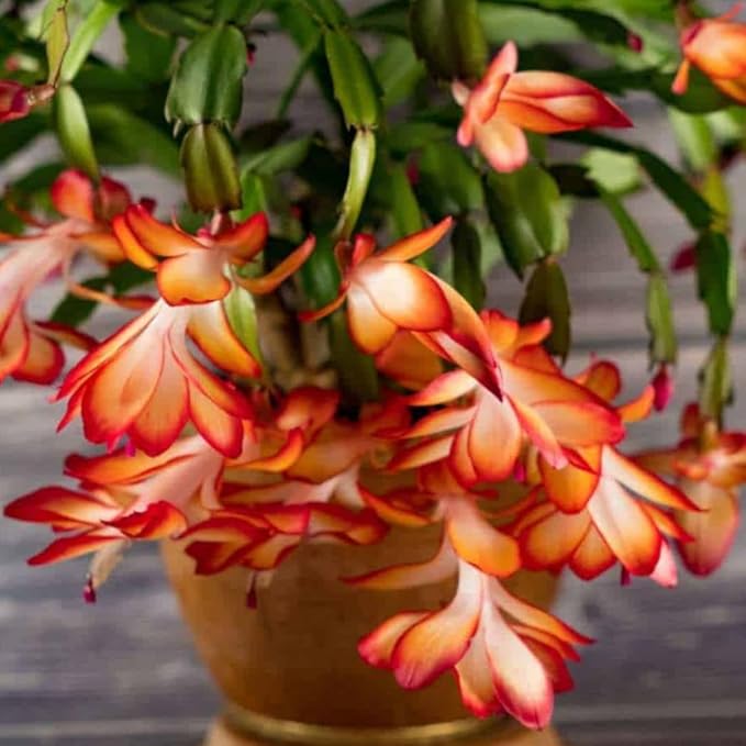True Thanksgiving Cactus Plant Live in 4" Pot, Ready to Bloom, Holiday Christmas Cactus Plants Live, Vibrant Blooms (Red Orange)