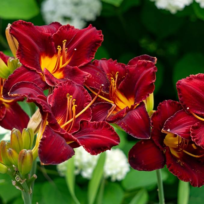 Chicago Apache Daylily Flower Bulbs – Bright Red Ruffled Blooms with Yellow Center – Rabbit-Resistant Hardy Perennial (Zones 3–9) Fall Planting Spring Blooming