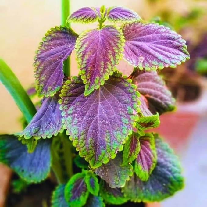 Purple Swedish Ivy Live Plants in 4'' Pot, Hardy Ivy Vine Plant for Trellis, Ground Cover, Live Indoor Houseplants