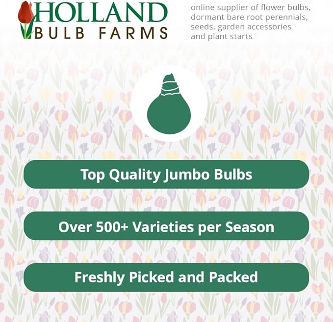 Persian Pearl Botanical Tulips Flower Bulbs - 25 Bulbs per Pack - Deer Resistant - Grows Well in Containers - Naturalizing - Perennializing