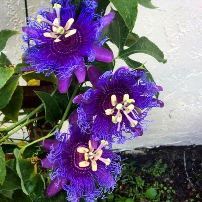 Passion Flower Plant Live, 5 to 8 Inch Tall Passiflora Vine, Fragrant Climbing Plant for Garden or Trellis, No Pot, Well-Rooted (Purple Passion Flower)