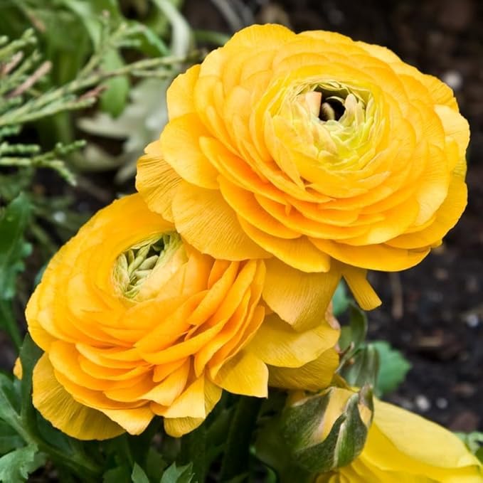 25 Ranunculus Bulbs for Fall Planting, Perennial Flowers Bulbs for Gardens, Vibrant Peony Buttercup Corms for Outdoor Borders (Yellow Ranunculus)