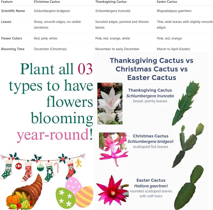 Christmas Cactus Plants Live, Thanksgiving Cactus Easter Cactus Like, 4-8 Inc Tall, Cold Hardy, Holiday Cactus for Indoor Outdoor Planting, Starter Size (Yellow)