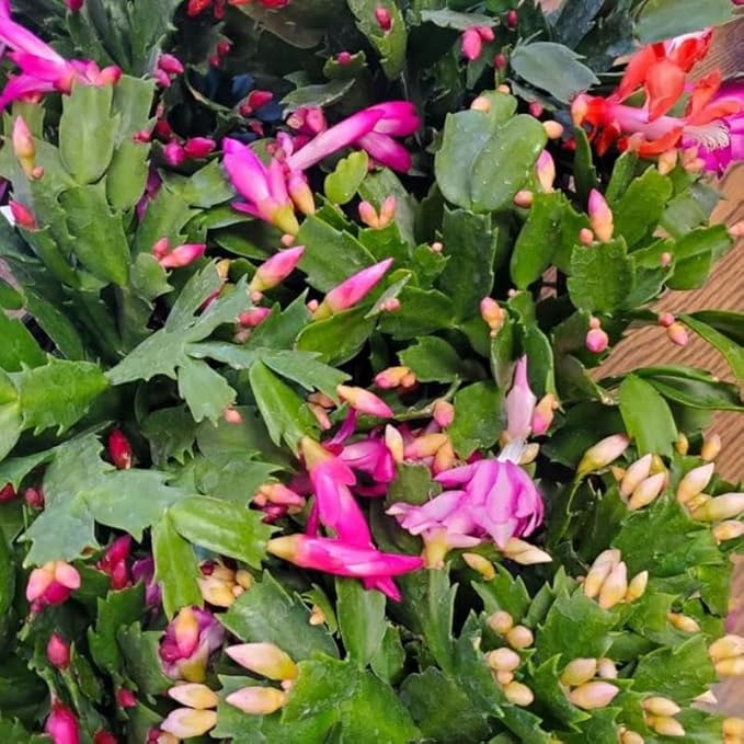 2 Mix Christmas Cactus Plants Live, 4 to 7 Inch Tall Colorful Christmas Cactus, Holiday Flower Houseplant, Indoor Outdoors Easy Care Plants for Home Garden