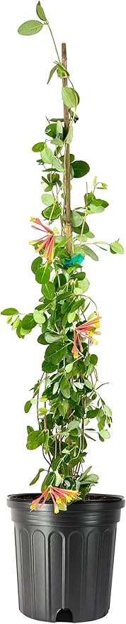 Coral Honeysuckle | 3 Extra Large 3 Gallon Plants | Lonicera Sempervirens | Attracts Hummingbirds, Red Trumpet Flowers, Fast Growing Vines, Low Maintenance, Long Blooming Season, Garden Climbing Vine