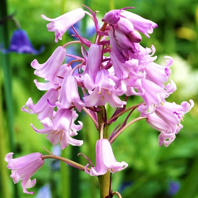 Easy to Grow Spanish Bluebells Pink 10 Plant Bulbs - Pink Fragrant Flowers in Spring, Partial Sun Outdoor Zones 3-8