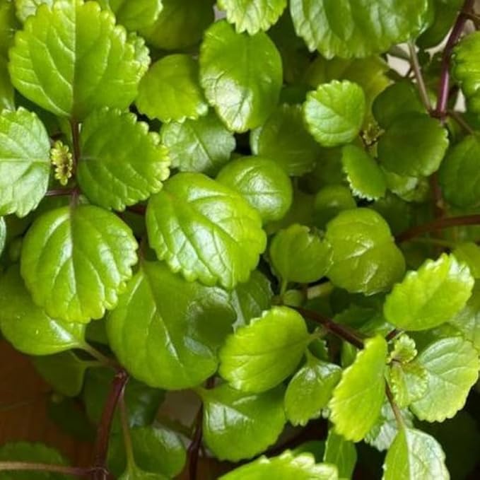 4 Swedish Ivy Plants Live House Plants, Plectranthus Plant for Gardening, 4 to 6 Inc Tall Live Plant
