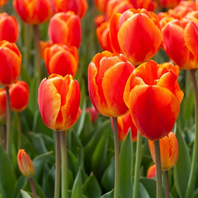 10 Triumph Tulip Bulbs for Fall Planting Mixed Perennial Flower Tulip Bulbs Changing Colors Mixture Size 12+ (Orange)