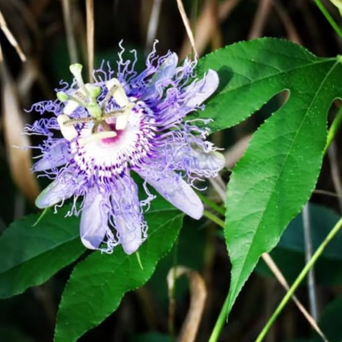 Passion Flower Plant Live, 5 to 8 Inch Tall Passiflora Vine, Fragrant Climbing Plant for Garden or Trellis, No Pot, Well-Rooted (Light Purple Passion Flower)