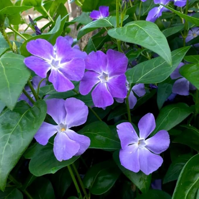 Set 24 of Periwinkle Plants Live, Vinca Plants Live, Vinca Ground Cover Vine Bare Roots from 6 Inc Tall