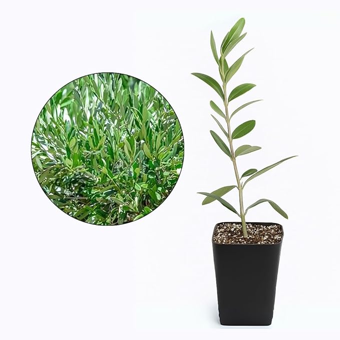 MYSHELFIE Dwarf Olive Tree Starter Plant, 2 Inch Pot, Indoor Outdoor Bonsai (5)