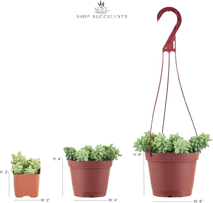 Shop Succulents Rosette Succulent Plant Pack Collection - Live Mini Succulent Plants, Low Maintenance, Floral Shaped Mix of Colors & Textures - Wedding and Party Favors, Gift & Garden, Pack of 5