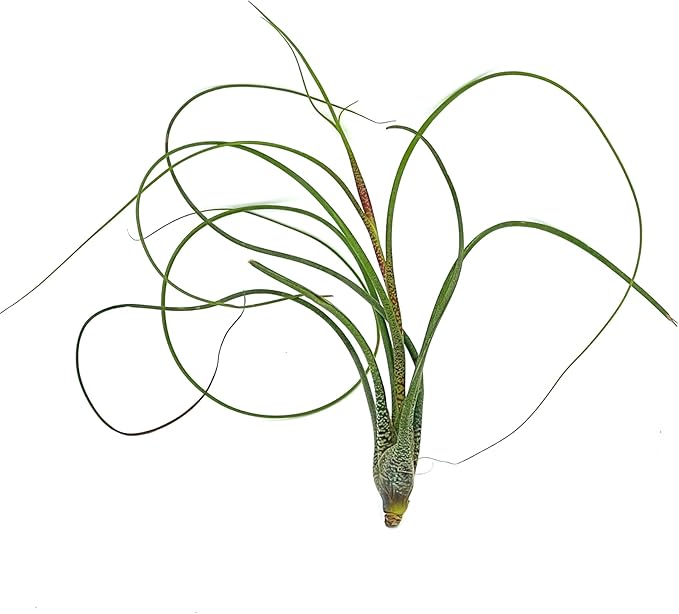 ragnaroc Live Air Plants - Tillandsia Butzii, Jumbo 7-9" - 3ct - Live Arrival Guaranteed - House Plants for Home Decor & Gift