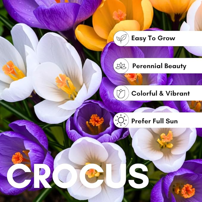 100 Bulbs - Mixed Crocus Bulbs for Planting - Purple, White & Yellow Perennial Flowers for Fall Planting, Early Spring Blooms, Pollinator-Friendly, Non-GMO Garden Bulbs