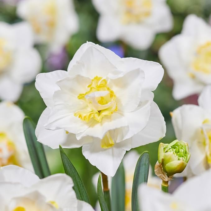 Garden State Bulb Narcissus White Lion Double Daffodil Flower Bulbs, 16/18cm, Fall Planting (Bag of 50)