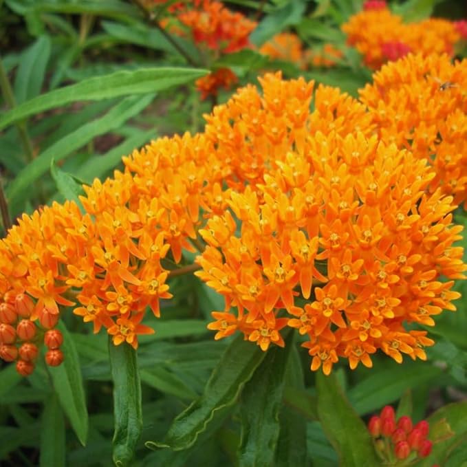 2 Mix Butterfly Milkweed Plants Live, Live Milkweed Plants, Asclepias Tuberosa Plant for Gardening, 5 to 7 Inc Tall