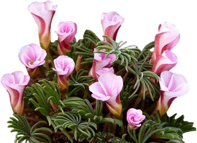 Easy to Grow Oxalis Sorrel Versicolor 'Autumn Pink' Plant Bulbs (10) - Pink Swirl Flowers in Summer Gardens