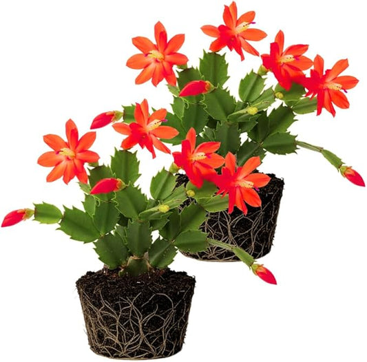 2 Red Christmas Cactus Plants Live, 4 to 7 Inch Tall Colorful Christmas Cactus, Holiday Flower Houseplant, Indoor Outdoors Easy Care Plants for Home Garden