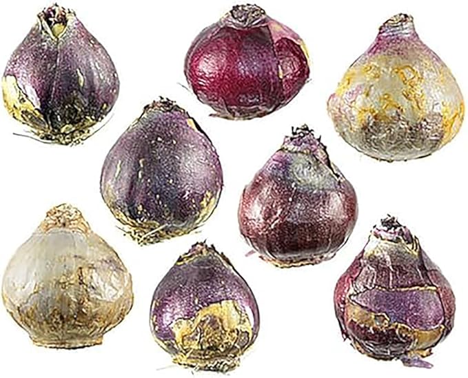 5 Yellow Queen Hyacinth Bulbs - Top Size 16-17 cm, Vibrant Yellow Spring Blooms, Premium Quality for Garden Beds, Borders & Containers