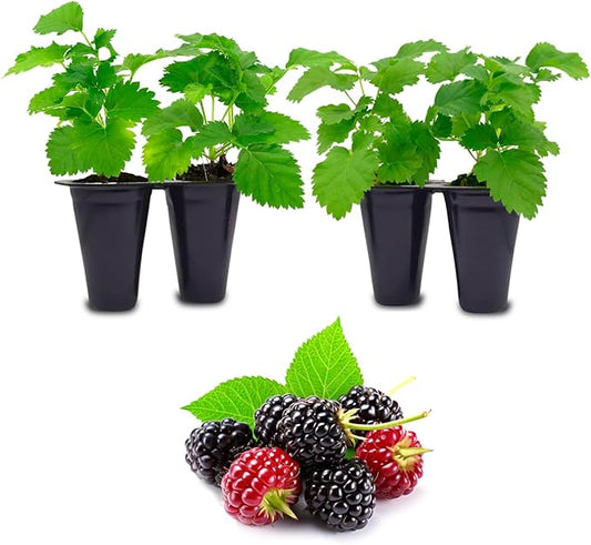 Berry Plant Boysenberry (4 Pack) | Grow Your own Food on Your Edible Organic Garden | Easy to Grow Plants | Edible Fruit Plant for Sustainable Living | Live for Planting |