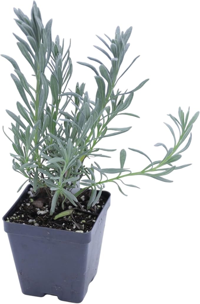 Greenwood Nursery: Live Perennial Plants - Phenomenal Lavender + Lavandula x Intermedia - [Qty: 5X Pint Pots] - (Click for Other Available Plants/Quantities)