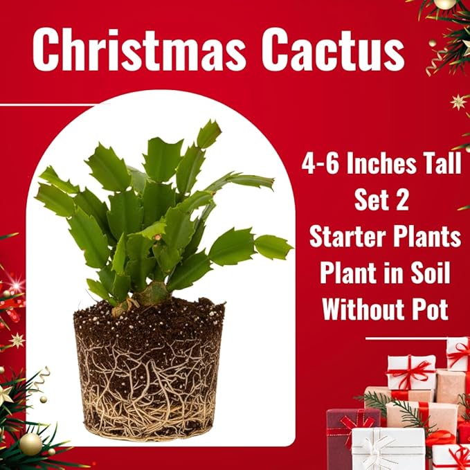 2 Live Mix Christmas Cactus Plants, Mix Christmas Cactus Plants Live, 4 to 6 Inch, Bare Root, Perennial Flower Holiday Succulent Plant, No Pot