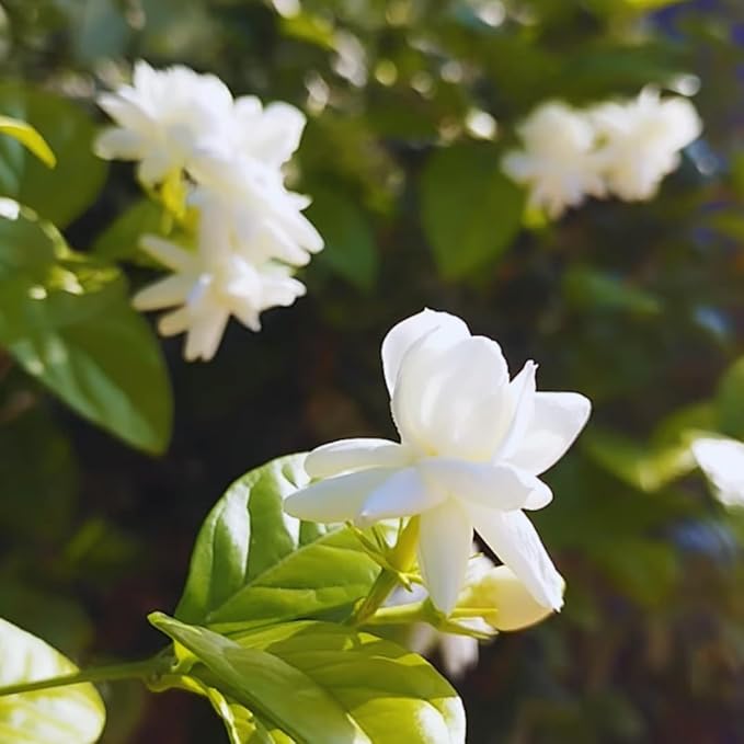 3 Jasmine Plants Live, 5 to 8 Inches Tall, Sambac Arabian Jasmine Vine Plant for Gardening and Outdoor Patio