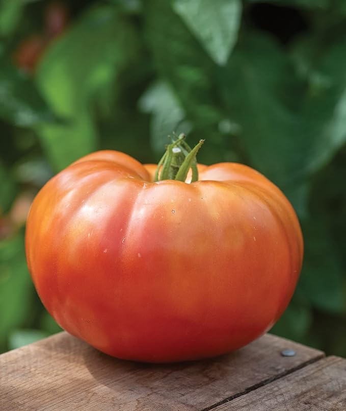 Burpee 'SteakHouse' Hybrid, Large Beefsteak Tomatoes, 25 Non-GMO Seeds