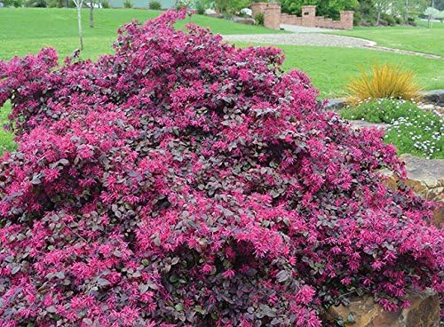 Plum Delight Loropetalum - Live Plant - (2.5 QT)