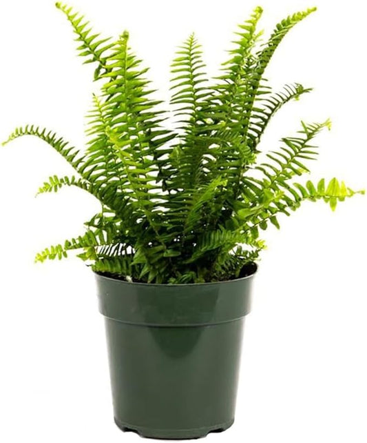American Plant Exchange Kimberly Queen Fern – 6-Inch Pot – Live Hardy Upright Fern Houseplant, Easy Care Greenery for Home, Office, Garden, or Patio Decor