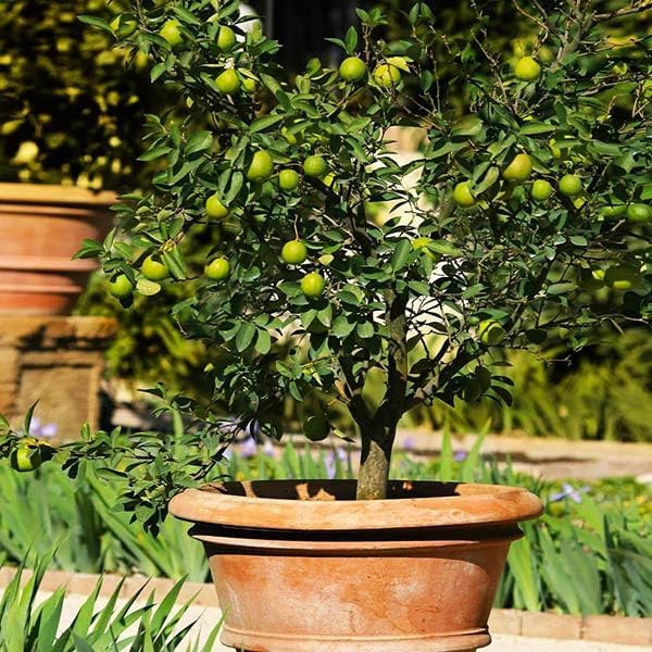 Brighter Blooms - Key Lime Tree, 1-2 ft. - No Shipping to AK, AL, AZ, CA, FL, GA, HI, LA, MS, OR, TX