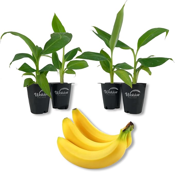 Double Mahoi Banana Tree - 4 Live Starter Plants - Musa - Edible Fruit Bearing Tree for The Patio and Garden