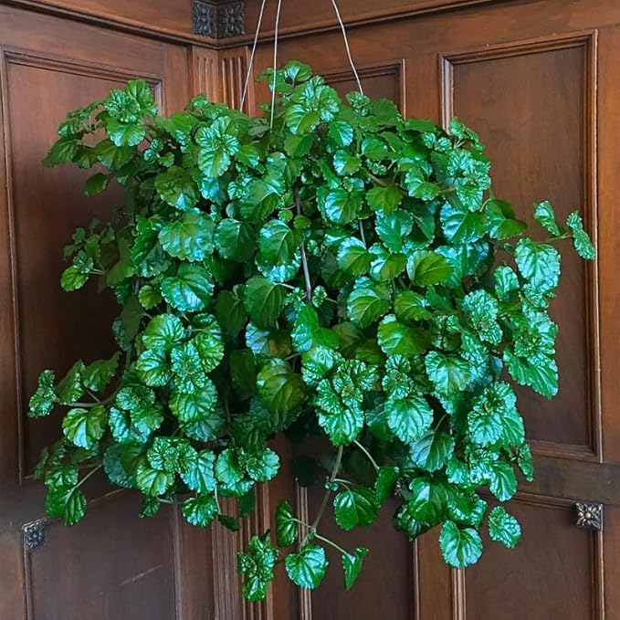 Green Swedish Ivy Live Plants in 4'' Pot, Hardy Ivy Vine Plant for Trellis, Ground Cover, Live Indoor Houseplants