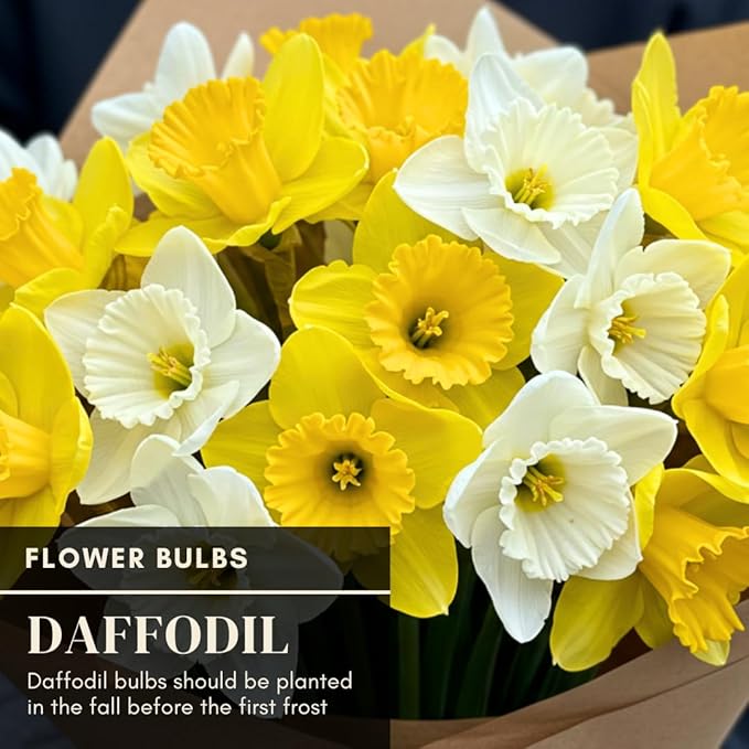 Daffodil Mix Bulbs for Planting - Easy to Grow Perennial Flowers for Garden or Containers (100 Bulbs)