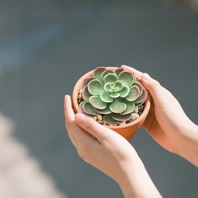 2Pcs Artificial Succulent Plants, Lotus Flower Realistic Fake Succulents, Fake Plant for Garden Arrangement Decor, Autumn