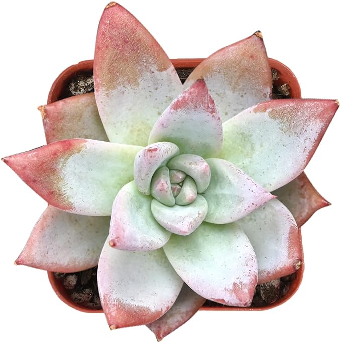 Sprout N Green Echeveria Colorata VAR. Brandtii, Live Succulent Plant Fully Rooted in 2" Pots with Soil Mix, Real Houseplant for Indoor Outdoor Home Office Wedding Decoration Party Favor
