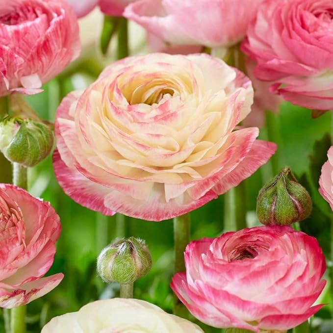 Ranunculus Bulbs for Planting, 25 Aviv Pink Ranunculus Bulbs for Fall Planting, French Peony Ranunculus Corms Bulk Ranunculus Flowers Buttercups, Butterfly Ranunculus Bulbs to Grow