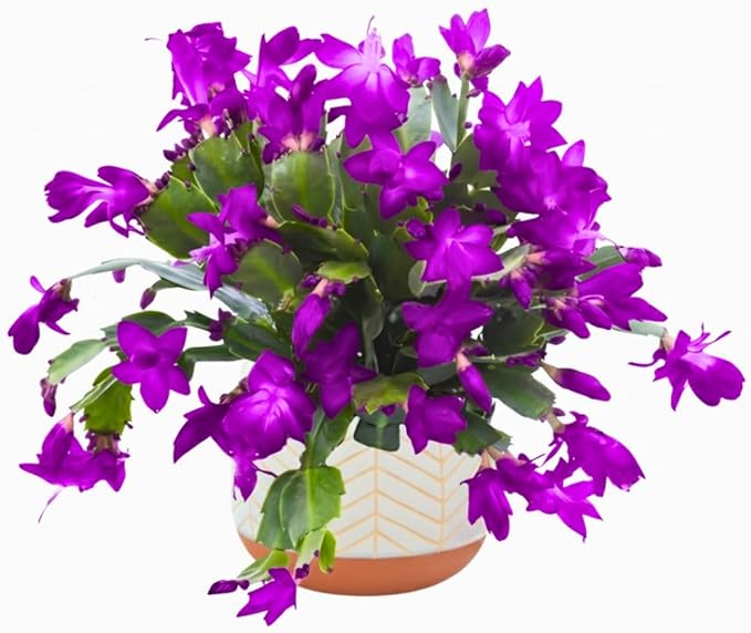 4 Mixed of Easter Cactus Plants Live, Christmas Cactus, False Thanksgiving Cactus Plants Like, Cold Hardy, 5-9" in Tall, No Pot, Assorted Colors - 3
